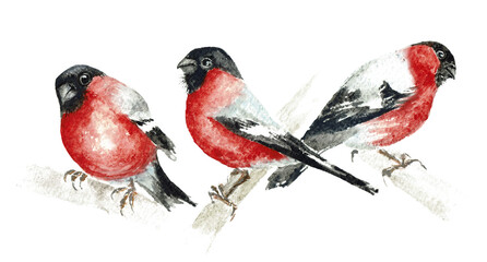  birds on a white background