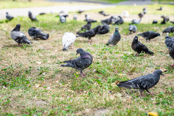A flock of gray pigeons on the green grass. Beautiful birds in the park. Interesting nature.