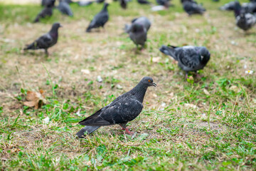 A flock of gray pigeons on the green grass. Beautiful birds in the park. Interesting nature.