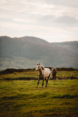 Horses in the mountains Ireland 