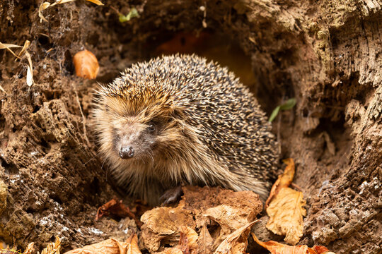Hedgehog, Scientific name: Erinaceus Europaeus. Close-up of a wild, native, European hedgehog in Autumn facing front and foraging in natural woodland habitat. Horizontal.  Space for copy.