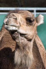 Obraz premium Camélidé