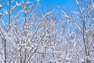 冬の風景13、枝