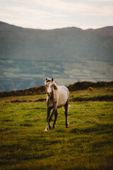 Horse running on field 