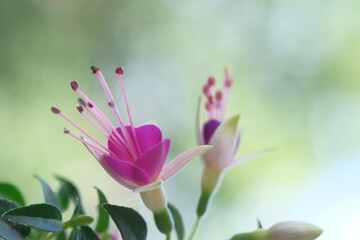 Purple flower in the form of a crown.