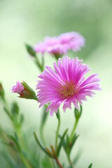 Obraz premium Pale purple daisies in a summer garden.