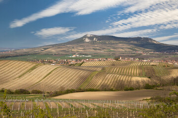 Fototapeta na wymiar Vineyards under Palava near Bavory, Southern Moravia, Czech Republic