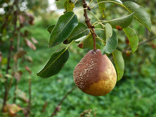 A rotten pear is plucked from a branch. Loss of pear crop due to bad weather.