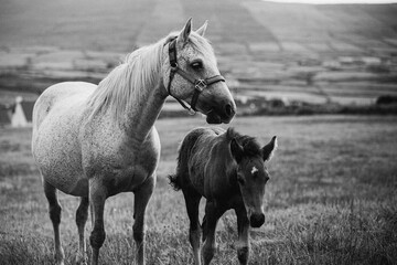 Black white mare and foal 