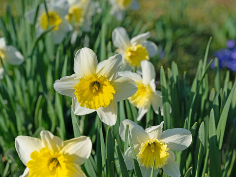Blühende Narzissen, Narcissus, im Frühling