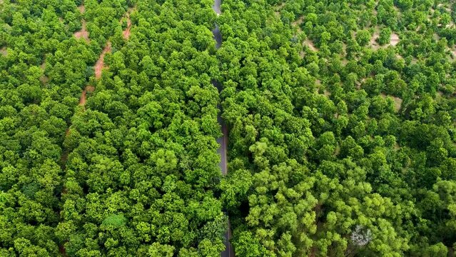 Aerial View Of Road Between Forest. Top View Of Highway Surrounded By Jungle. Natural Drone Video In India.