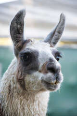 Obraz premium Camélidé