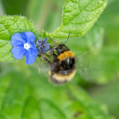 Bumblebee gathering pollen from a garden flower