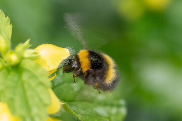 Bumblebee gathering pollen from a garden flower