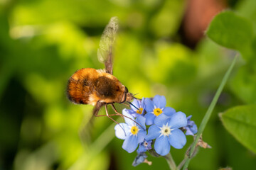 Dotted Beefly (Bombylius discolor) feeding from a blue flower in a sunlit garden