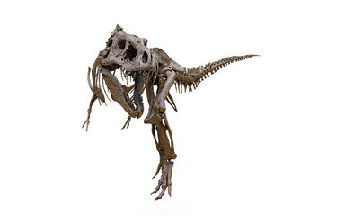 Fototapeta premium tyrannosaurus rex skeleton 