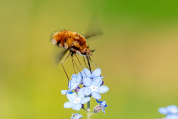 Dotted Beefly (Bombylius discolor) feeding from a blue flower in a sunlit garden