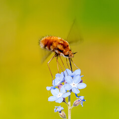 Dotted Beefly (Bombylius discolor) feeding from a blue flower in a sunlit garden