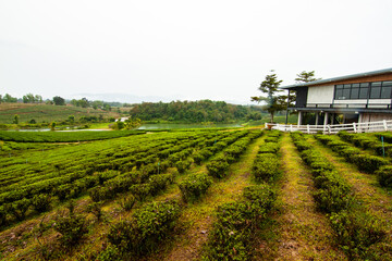 Tea field in Thailand with rain