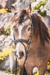 Fototapeta premium Junges Pferd/Pony