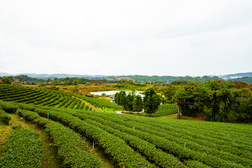 Fototapeta na wymiar Tea field in Thailand with rain