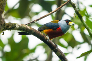 Toucan Barbet