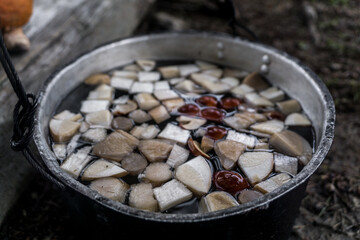 Carpathian mushrooms