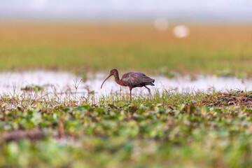 Obraz na płótnie Canvas Glossy ibis (Plegadis falcinellus) at Manglajodi, Odisha, India.
