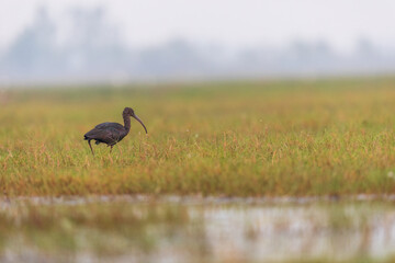 Glossy ibis (Plegadis falcinellus) at Manglajodi, Odisha, India.