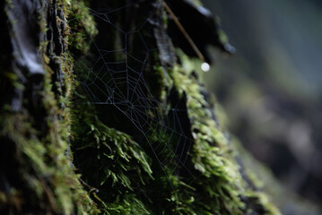 森と蜘蛛の巣、クモの網