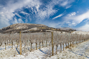Fototapeta premium Winter vineyard near Mikulov, Palava region, Southern Moravia, Czech Republic