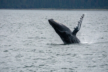 Obraz premium humpback breach