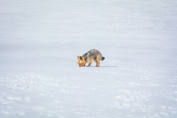 Kleiner Yorkshire Terrier schnüffelt im Schnee