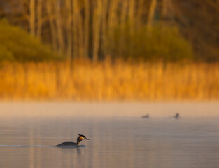 Great Crested Grebe (Podiceps cristatus), Southern Bohemia, Czech Republic