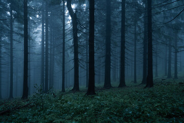 Gloomy and dark forest during a foggy morning with the best mystic atmosphere in the east of Bohemia.