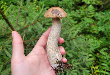 Leccinum with little brown cap. Edible mushroom