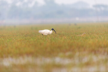 Black-headed Ibis (Threskiornis melanocephalus) at Manglajodi, Odisha, India.