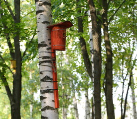 Cylindrical wooden birdhouse on a birch tree in the garden in autumn