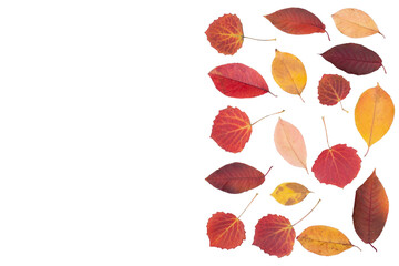 Isolated leaves. Collection of multicolored fallen autumn leaves isolated on white background