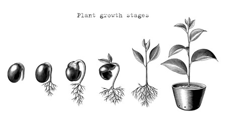 Fototapeta Growth step of plant [Converted] obraz