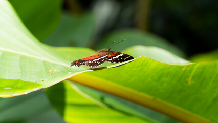 Anartia amathea, the brown peacock (scarlet peacock, red peacock), is a species of nymphalid butterfly, found primarily in South America.