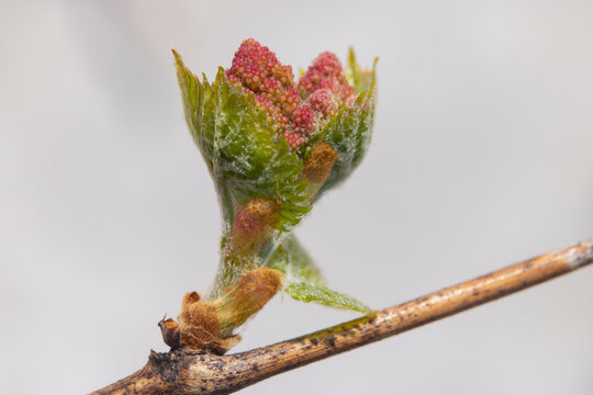 Early spring flovers vines, Southern Moravia, Czech Republic