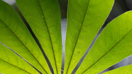 Ecclinusa is a genus of plants in the family Sapotaceae described as a genus in 1839.[2][3]

Ecclinusa is native to Panama and South America.[1]
