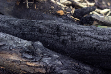 consequence of a forest fire, forest fire, ashes of fallen trees, burnt trees after a fire