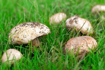 picking mushrooms, picking champignons, a lot of mushrooms in the clearing