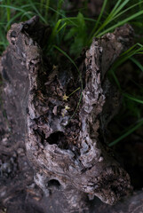 strange wooden texture
