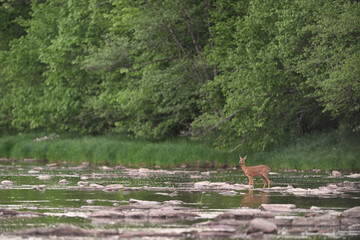 European roe deer crossing the shallow river and drinking water in the forest in the evening
