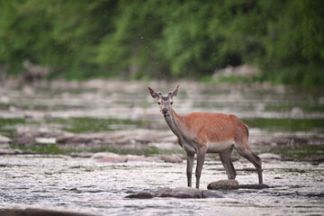 Red deer stag crossing the shallow river in the forest in the evening