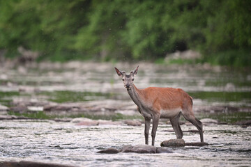 Red deer stag crossing the shallow river in the forest in the evening
