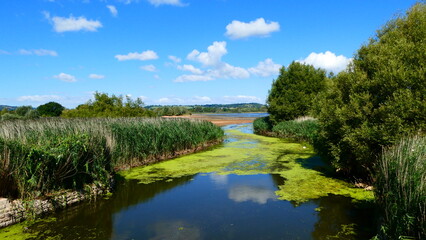 Beautiful landscape with blue sky, white clouds and green plants on the reflection river. 